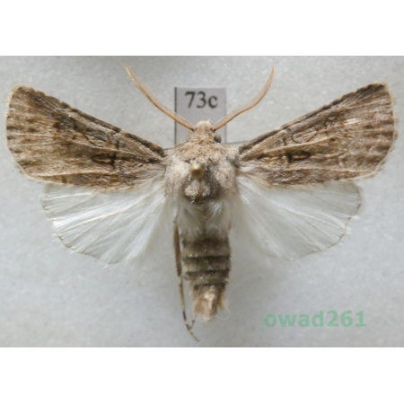 Agrotis bigramma (Esper, 1790) Czech73c
